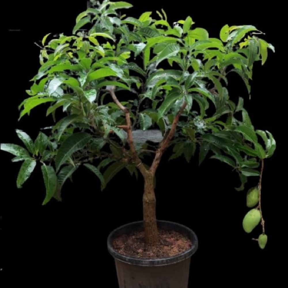 Meet your Posher, Ansu